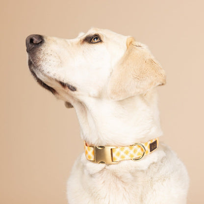 Daisy dog collar — additional photo 4