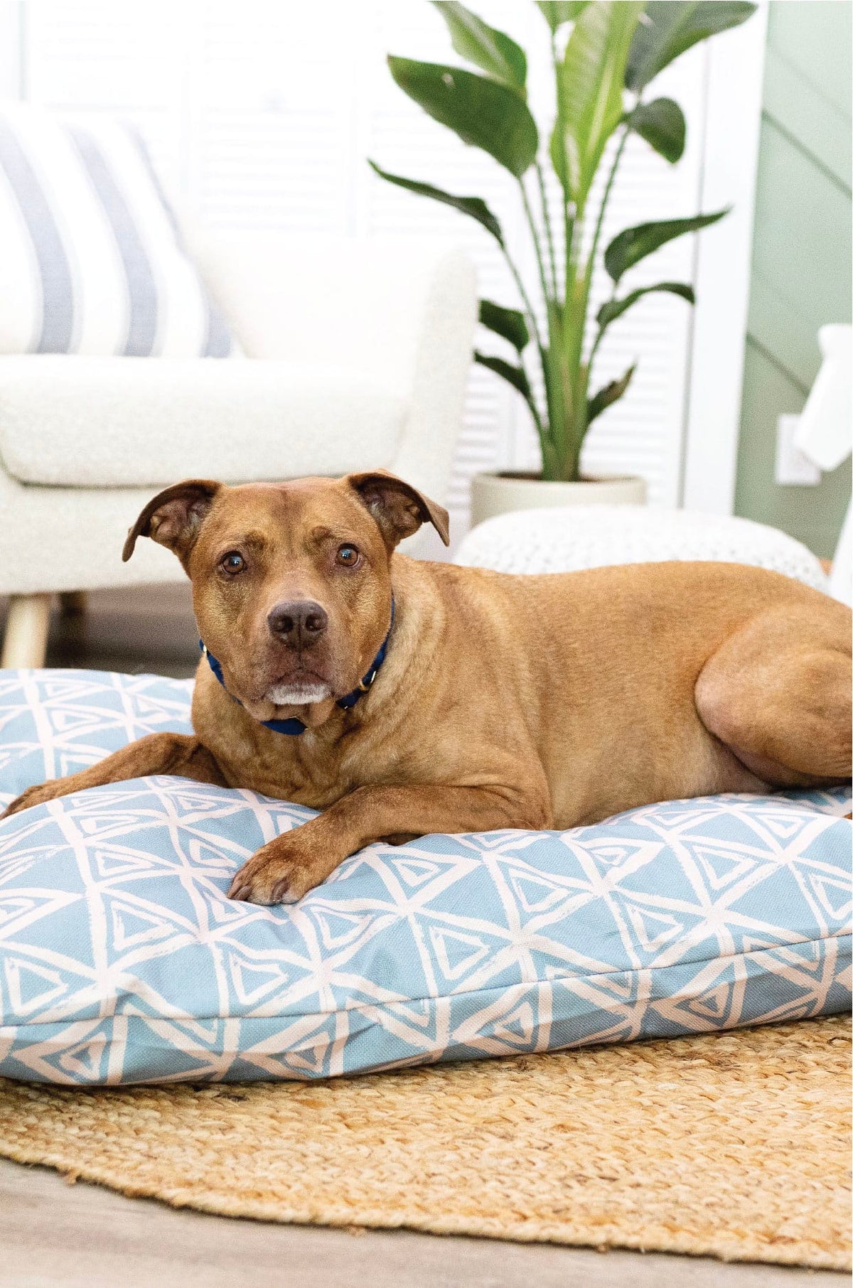 Davina dog bed — additional photo 3