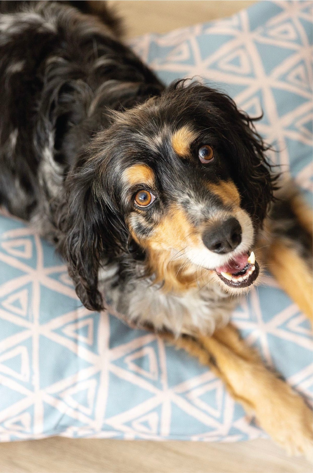 Davina dog bed — additional photo 6