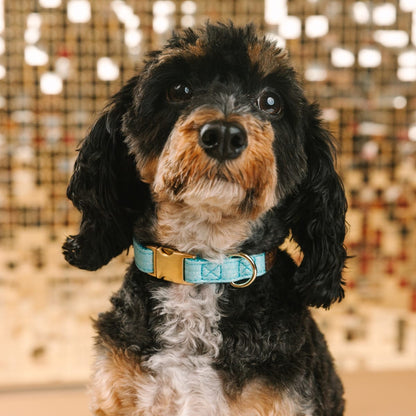 Dawson dog collar — additional photo 3