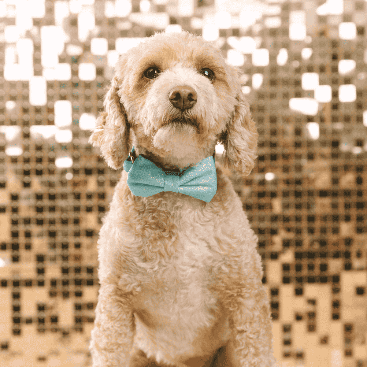 Dawson dog bow tie — additional photo 3