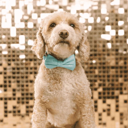 Dawson dog bow tie — additional photo 3