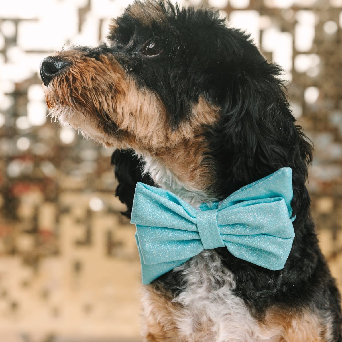 Dawson dog babe bow — additional photo 3