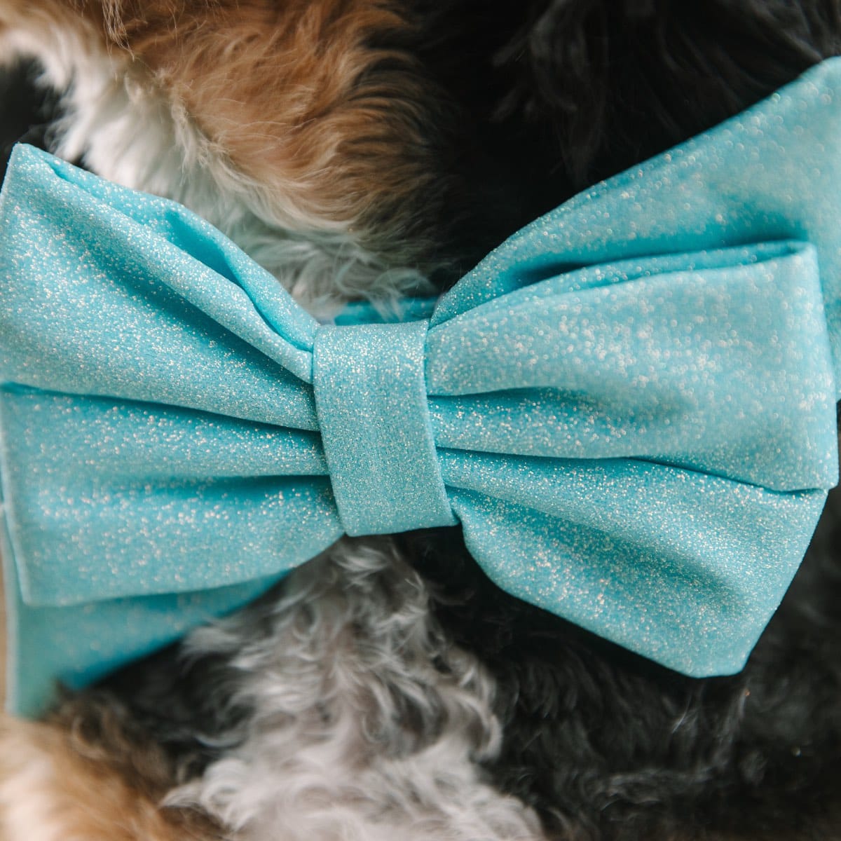 Dawson dog babe bow — additional photo 4
