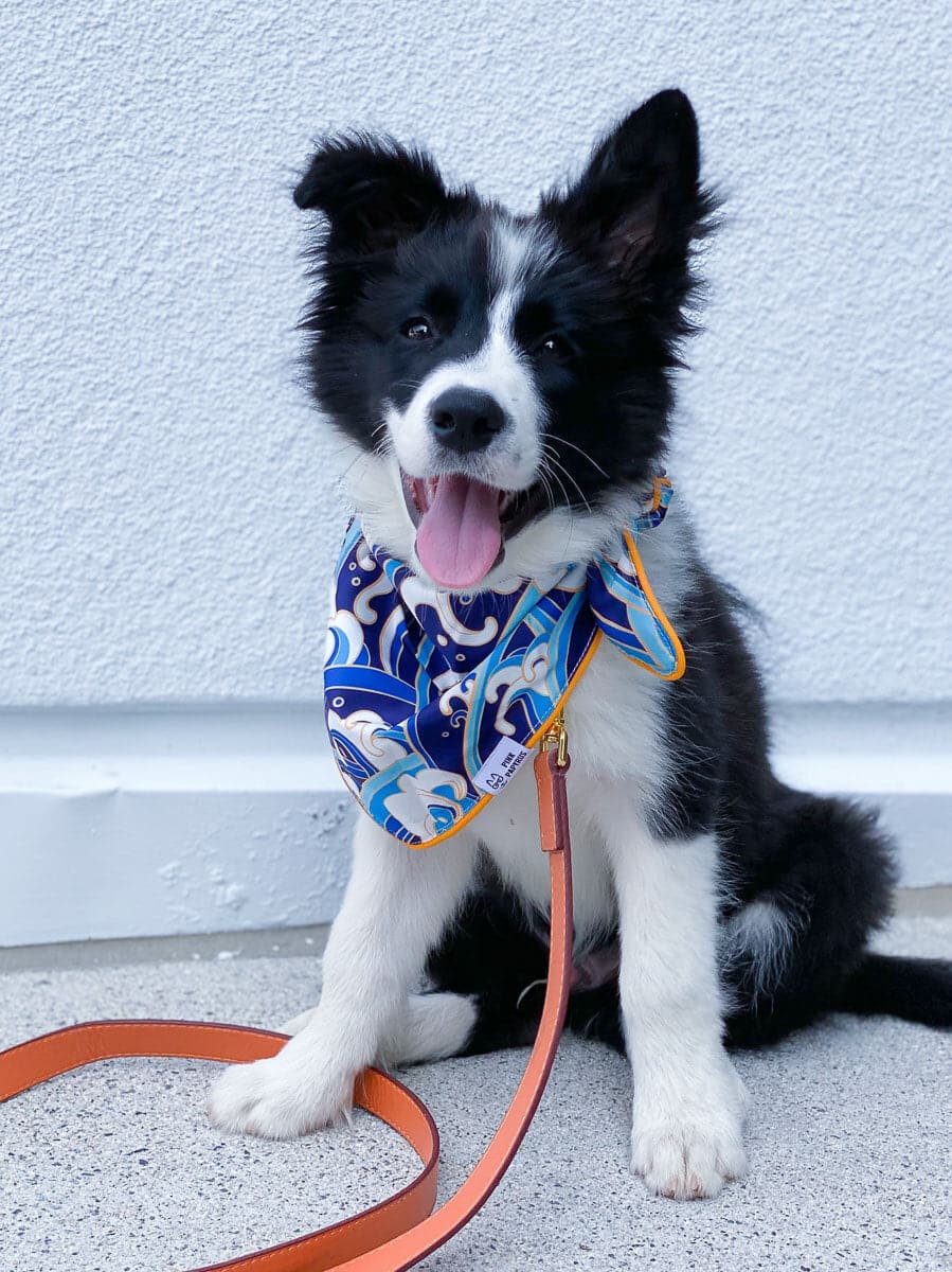 Destin dog bandana — additional photo 2