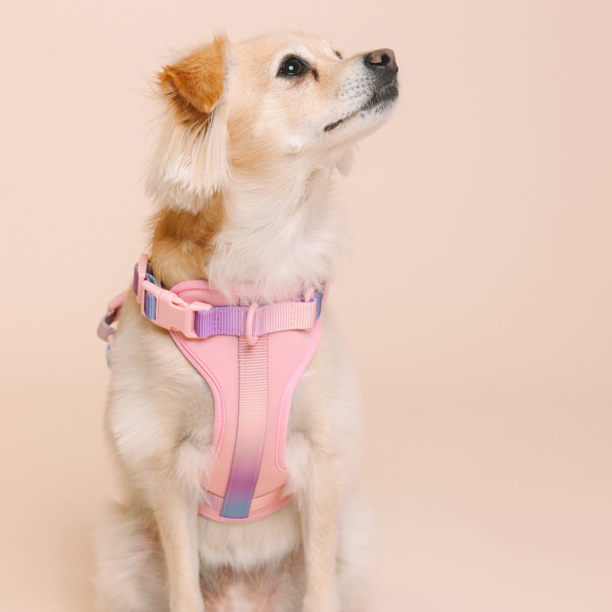 Diem dog harness — additional photo 3