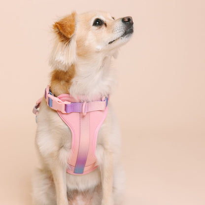 Diem dog harness — additional photo 3