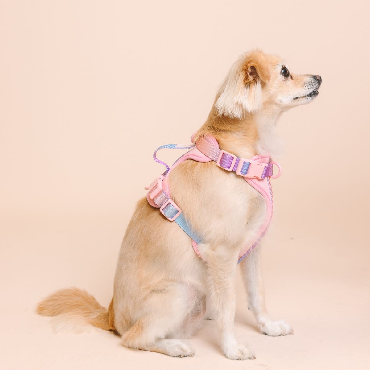 Diem dog harness — additional photo 4