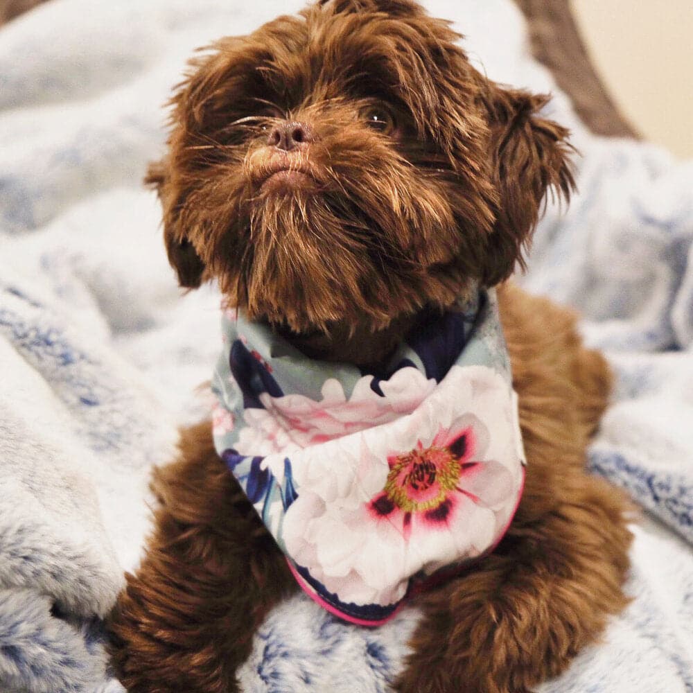 Eden dog bandana — additional photo 4