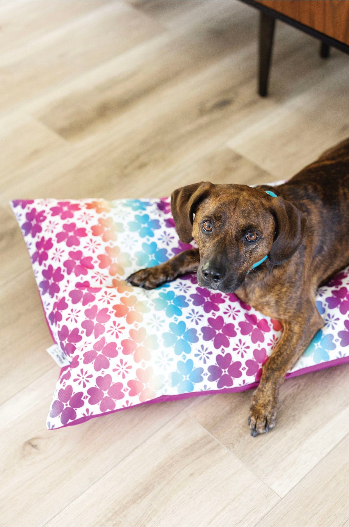 Everly dog bed — additional photo 4