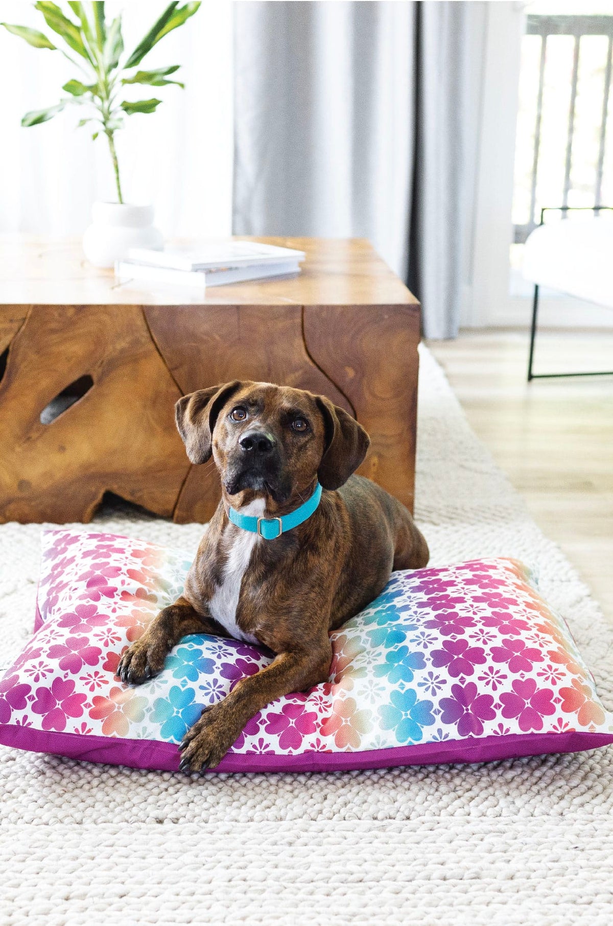 Everly dog bed — additional photo 7