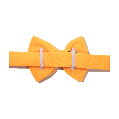 Ezra dog bow tie — additional photo 2