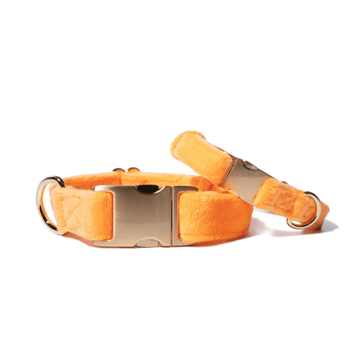 Ezra – Yellow Dog Collar, Adjustable XS–L