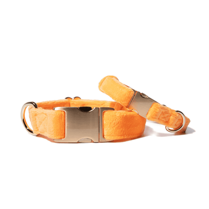 Ezra – Yellow Dog Collar, Adjustable XS–L