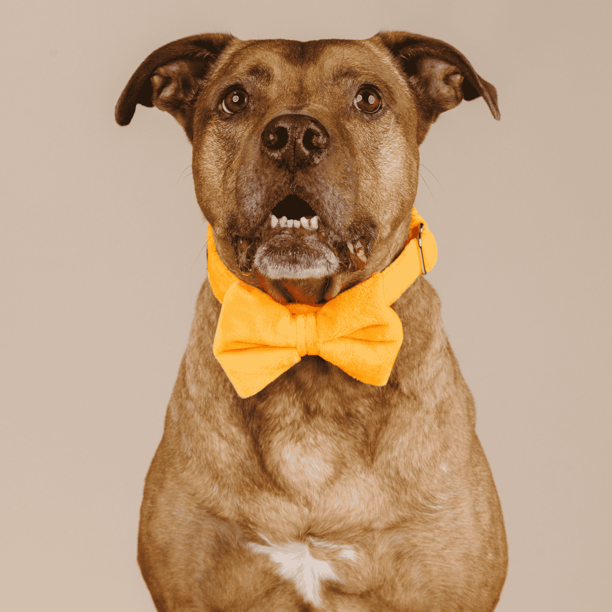 Ezra dog bow tie — additional photo 3