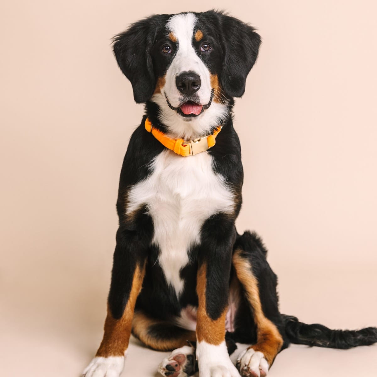 Ezra dog collar — additional photo 3