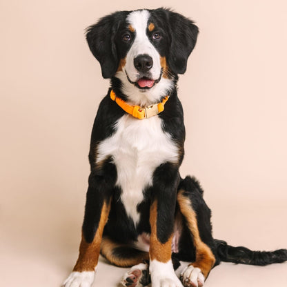 Ezra dog collar — additional photo 3