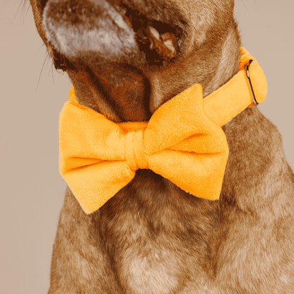 Ezra dog bow tie — additional photo 4