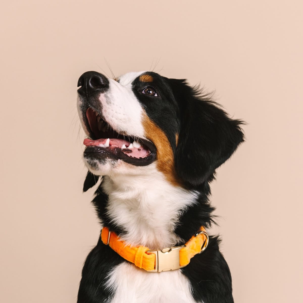 Ezra dog collar — additional photo 4