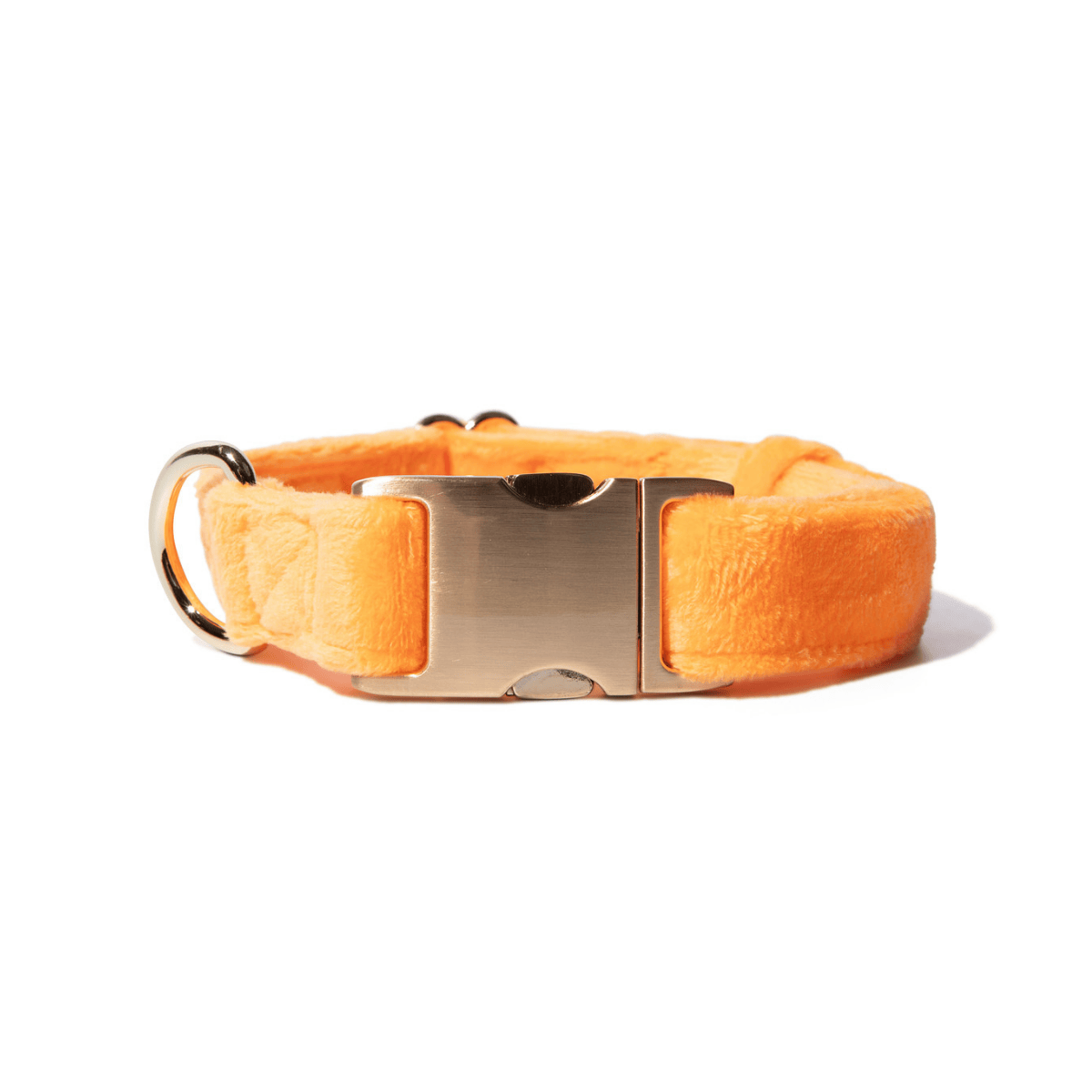 Ezra dog collar — additional photo 2