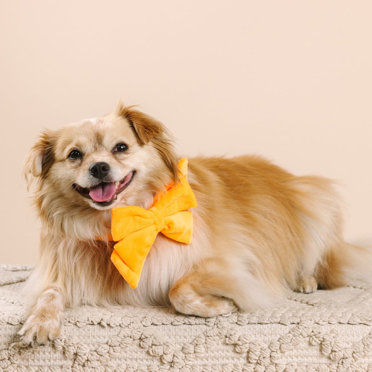 Ezra dog babe bow — additional photo 3