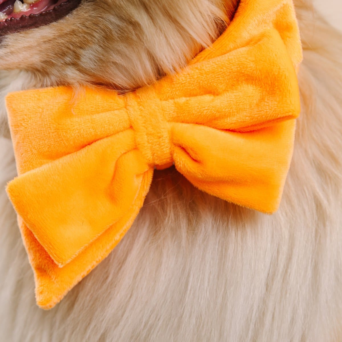 Ezra dog babe bow — additional photo 4