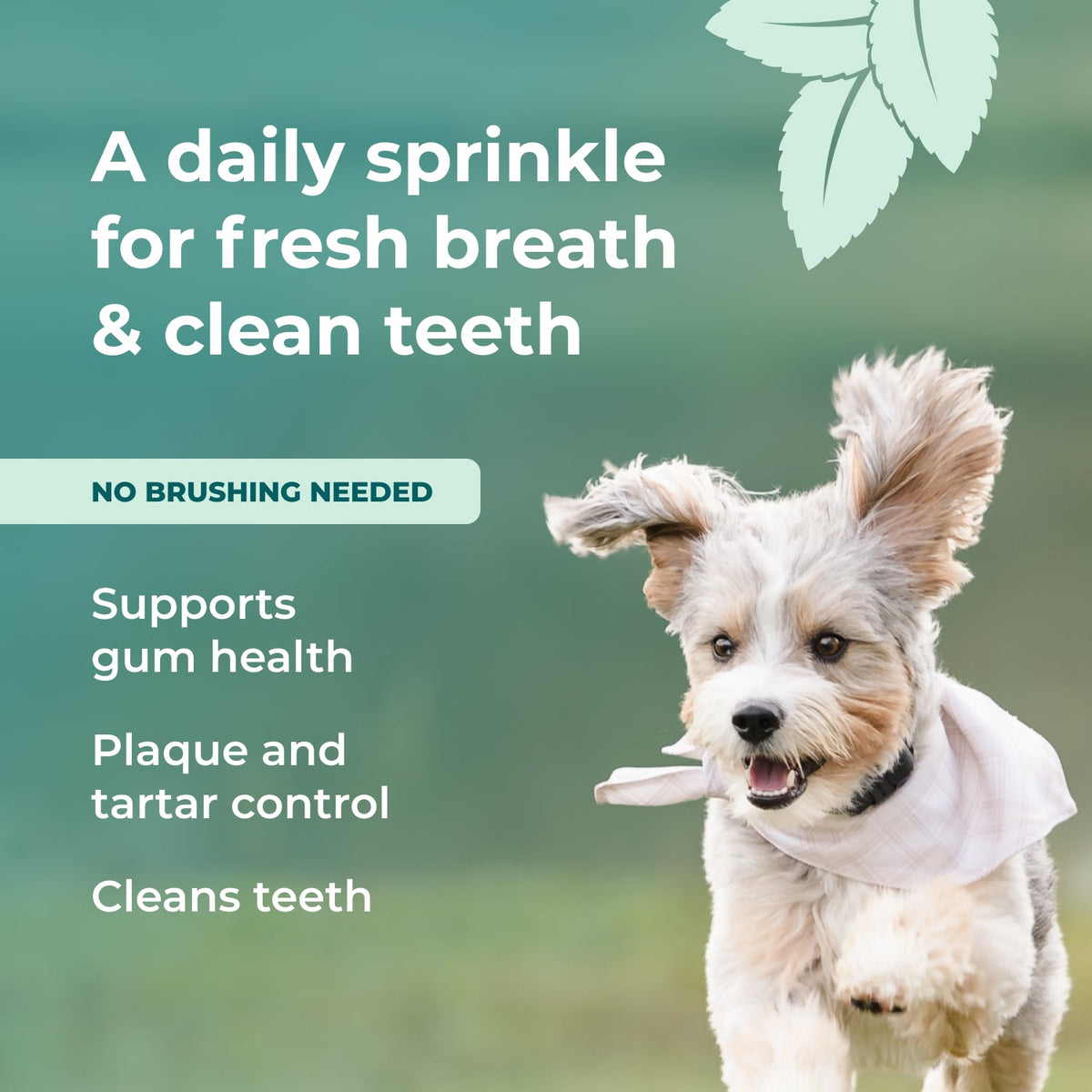 Dental Powder for Dogs