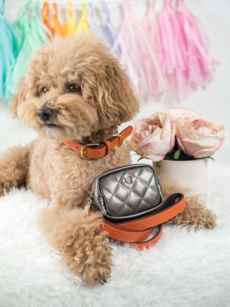 Ainsley dog collar — additional photo 2