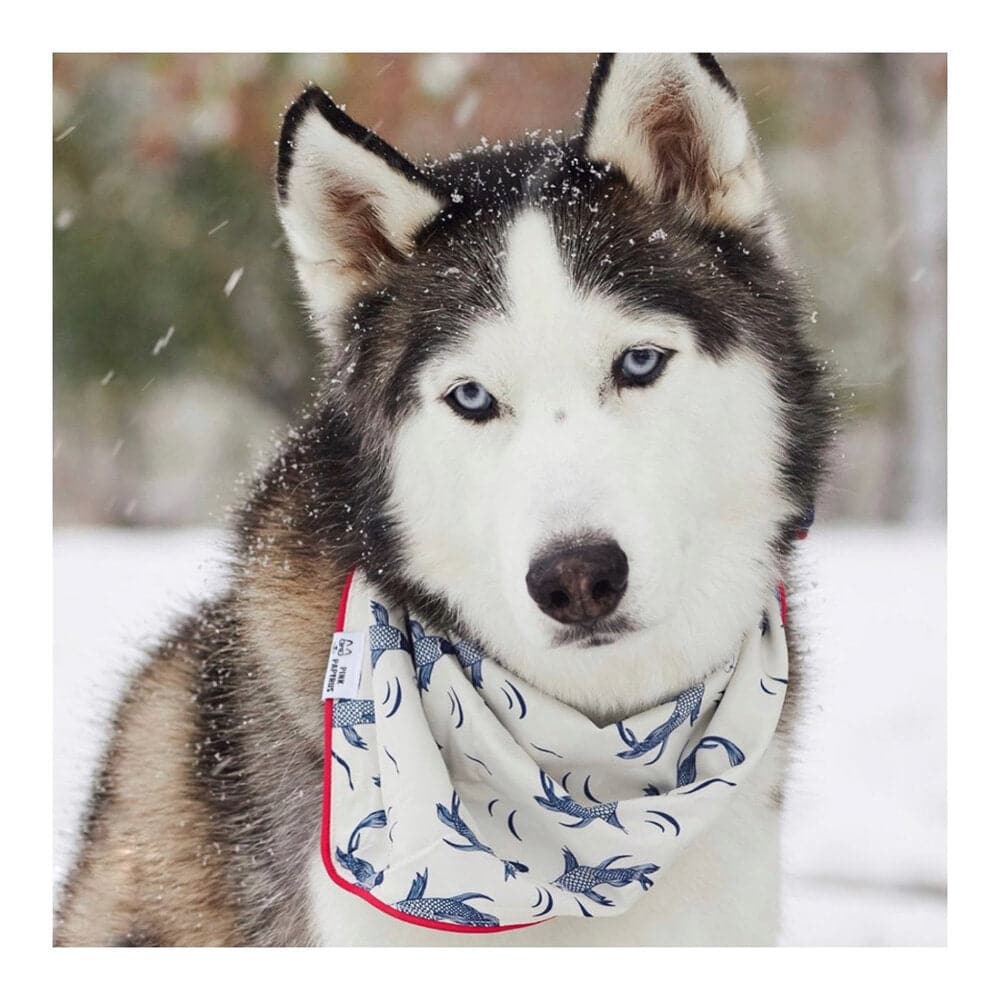 Marlowe dog bandana — additional photo 2