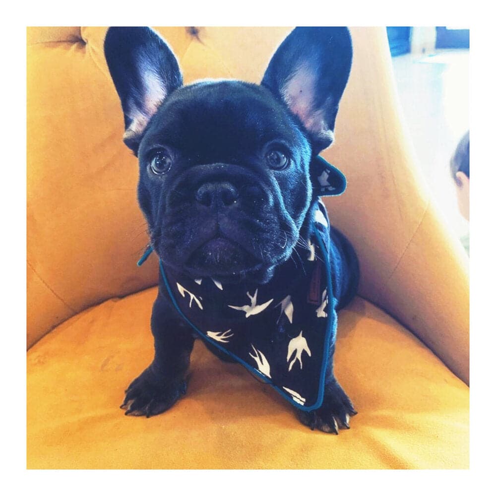 Alex dog bandana — additional photo 3