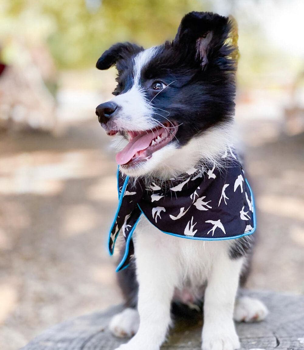 Alex dog bandana — additional photo 2