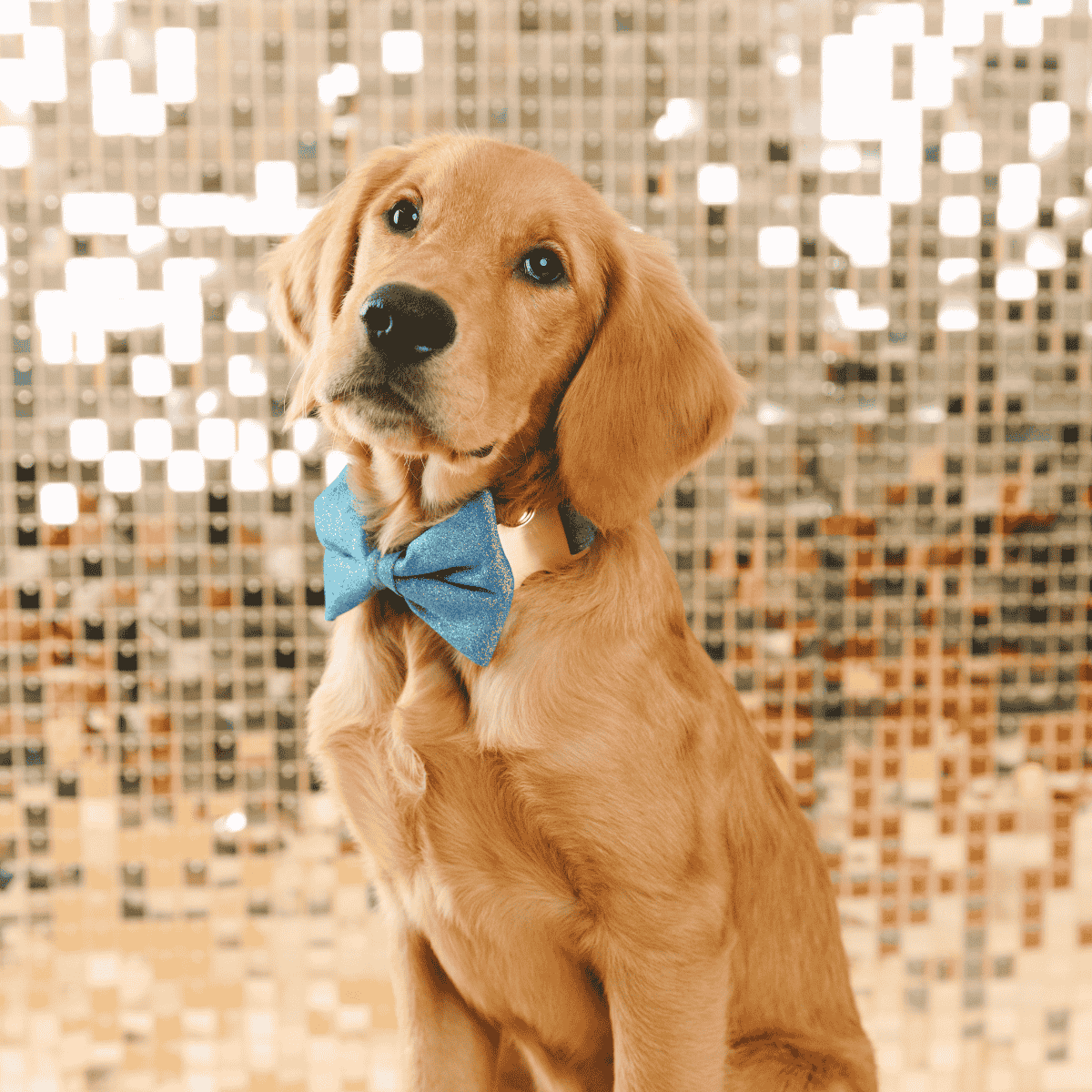 Jolie dog bow tie — additional photo 3