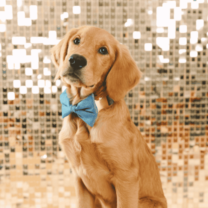 Jolie dog bow tie — additional photo 3
