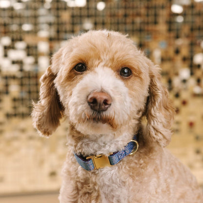 Jolie dog collar — additional photo 3