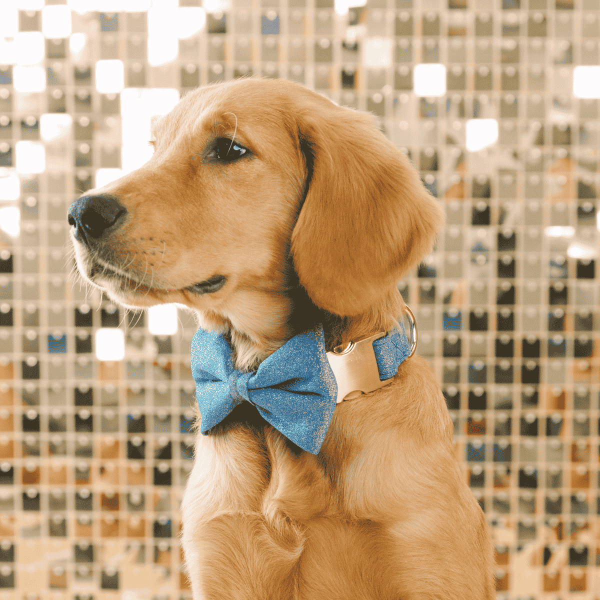 Jolie dog bow tie — additional photo 4