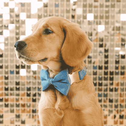 Jolie dog bow tie — additional photo 4