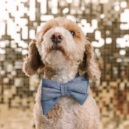 Jolie dog babe bow — additional photo 3