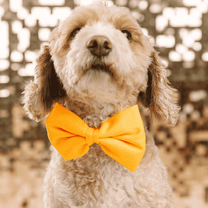 Keaton dog bow tie — additional photo 3