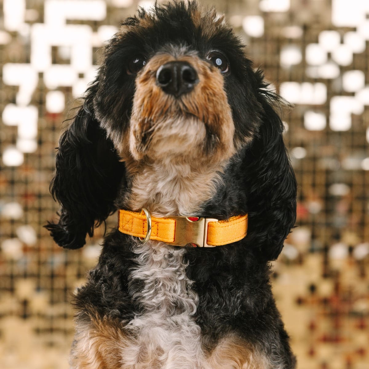 Keaton dog collar — additional photo 3