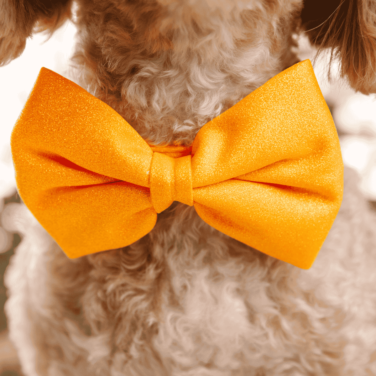 Keaton dog bow tie — additional photo 4