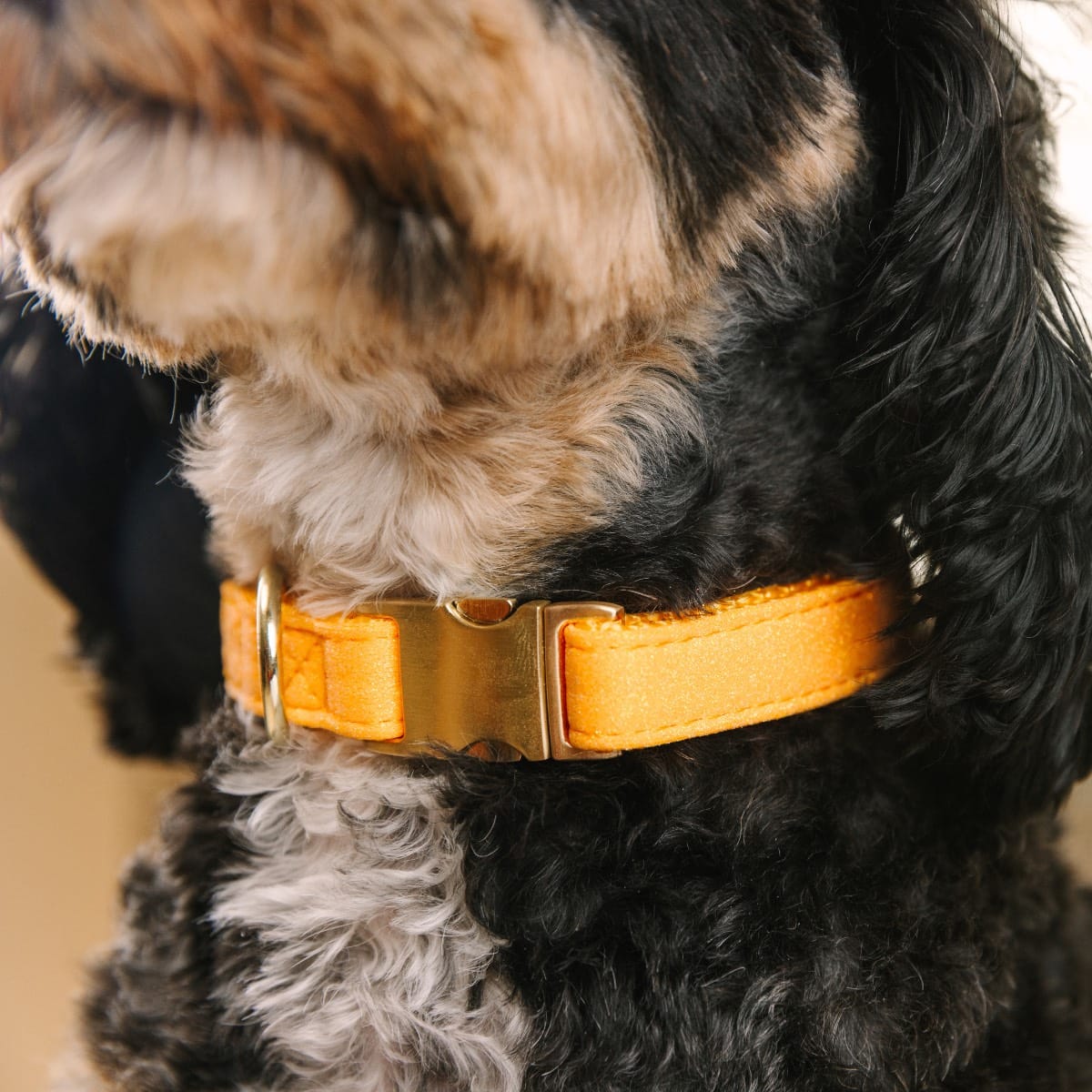Keaton dog collar — additional photo 4