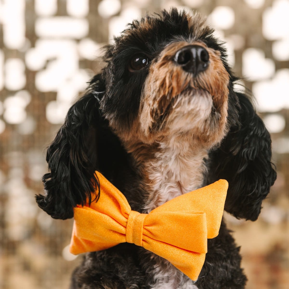 Keaton dog babe bow — additional photo 3