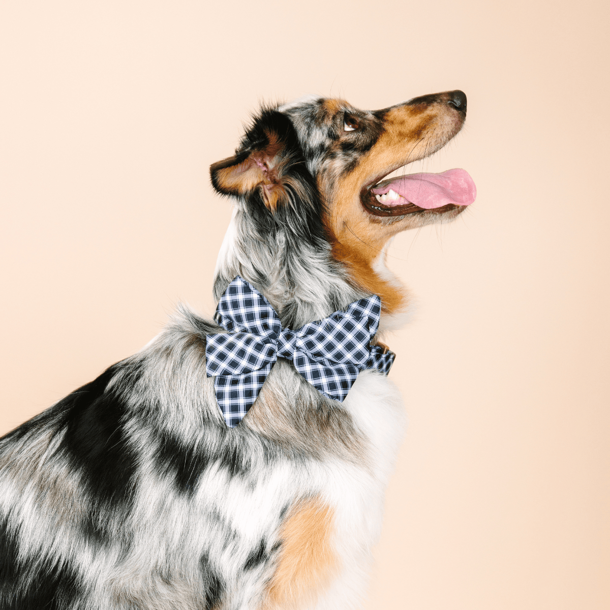 Leighton dog babe bow — additional photo 3