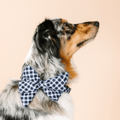 Leighton dog babe bow — additional photo 4