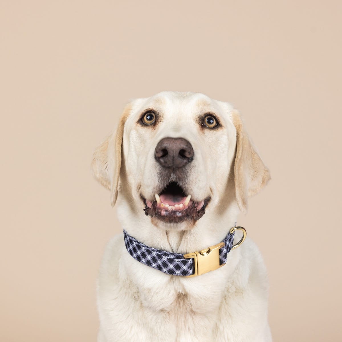Leighton dog collar — additional photo 3