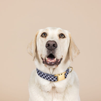 Leighton dog collar — additional photo 3