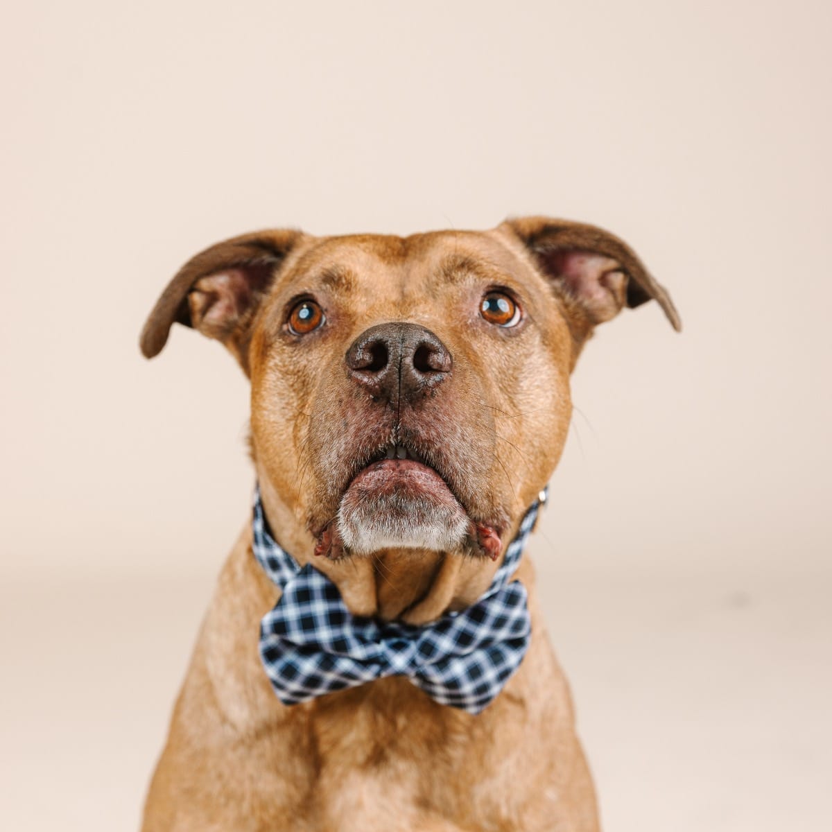 Leighton dog bow tie — additional photo 3