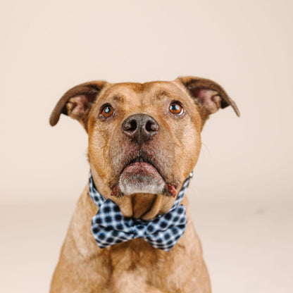 Leighton dog bow tie — additional photo 3