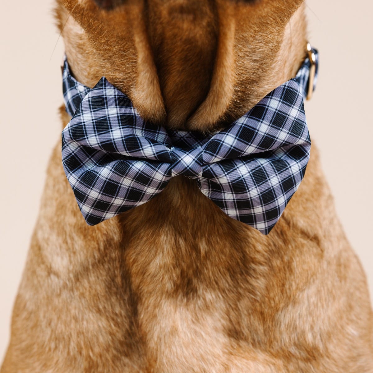 Leighton dog bow tie — additional photo 4
