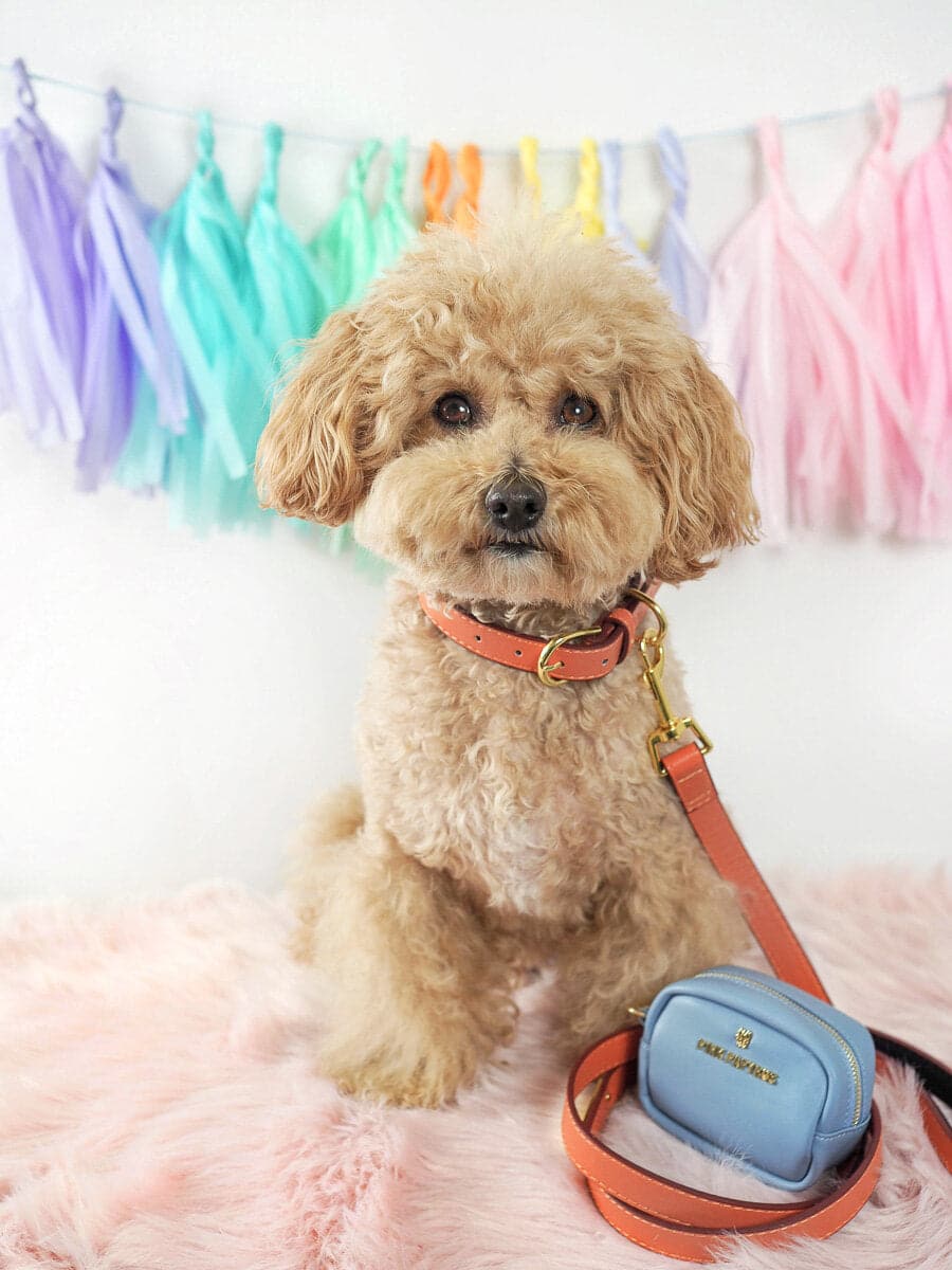 Ainsley dog leash — additional photo 2